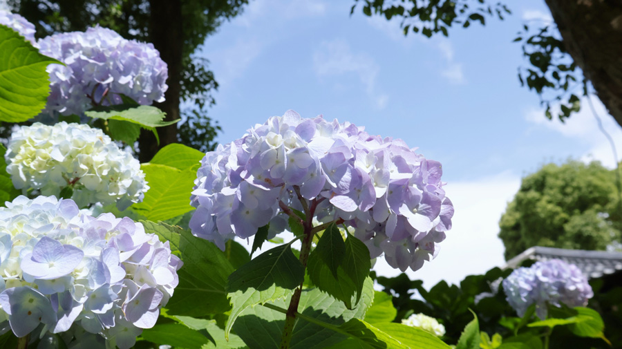 京都伏見深草エリア